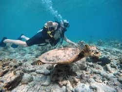 Schnuppertauchen mit Schildkröte in Maldiven