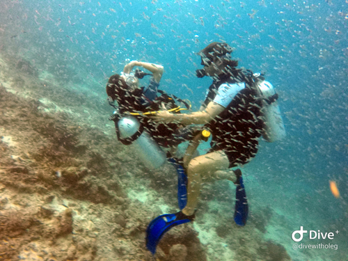 News - Simon dives Irufushi house reef with his dad