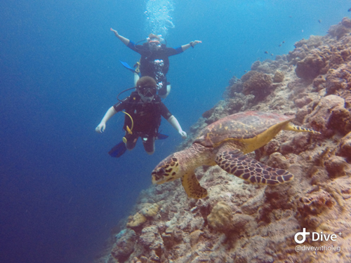 News - Egor ang Marina with a turtle in Noonu atoll