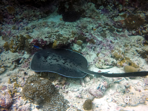 News - stingray on the Said Geghadiya dive site