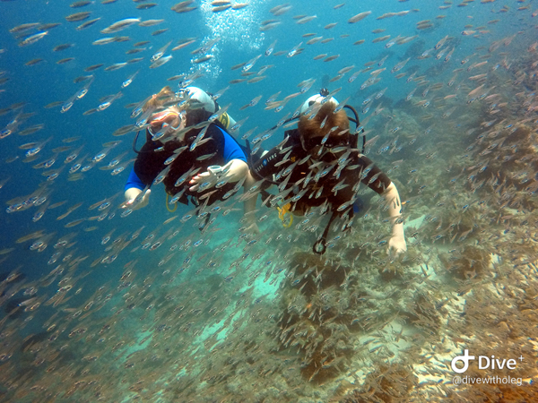 News - clouds of fish on Makuranda